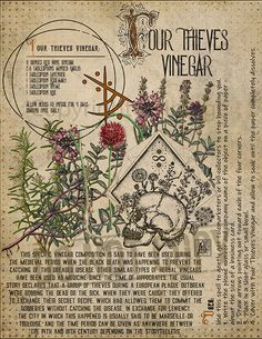 Journal Witchcraft, Herbal Grimoire, Magickal Herbs, Witch Herbs, Magia Das Ervas, Witch Garden, Grimoire Book, Magic Herbs, Magical Herbs