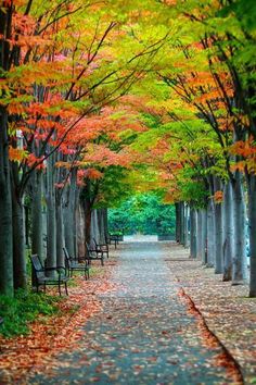 an empty pathway lined with trees and chairs