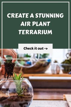 Person placing plants into a glass terrarium on a wooden table. Succulent Soil