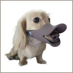 NACOCO Anti Bite Duck Mouth Shape Dog Mouth Covers Anti-Called Muzzle Masks Pet Dog And Duck, Dog Shaming, Duck Face, Pet Costumes, Puppy Training, Dog Care, Cat Gif