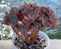 a small potted plant sitting on top of a wooden table next to water and rocks