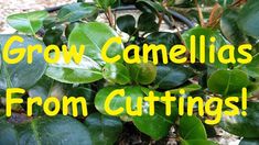 the words grow camellias from cuttings