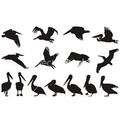 the silhouettes of pelicans are shown in different poses and sizes, including one large