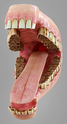 an image of the inside of a human mouth with teeth and gums on it