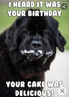 a large black dog is smiling and holding something in its mouth with the caption, i heard it was your birthday your cake was delicious