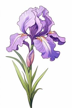 a drawing of a purple flower on a white background