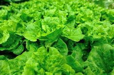 lettuce growing in the garden with lots of green leaves