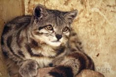 a cat sitting on top of a rock next to a wall