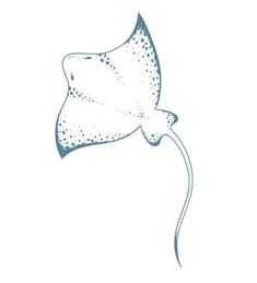 a manta ray swimming in the ocean, drawn by hand with blue ink on white paper