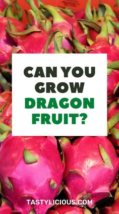 growing dragon fruit | growing dragon fruit from cuttings | growing dragon fruit in pots | growing dragon fruit indoors | juicing recipes for weight loss | juice recipes | healthy juicer recipes | juicer recipes beginners | green juice recipes for weight loss Dragon Fruit Growing, Fruit In Pots, Growing Dragon Fruit, Grow Dragon Fruit, Dragon Fruit Varieties, Juicer Recipes Beginners, How To Grow Dragon Fruit, Fruits And Vegetables List