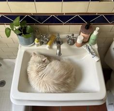 a white cat laying in a bathroom sink