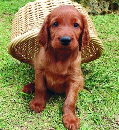 a brown dog sitting in the grass next to a basket