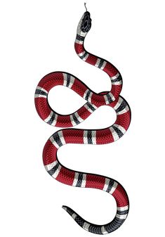 a red and white snake with black stripes on its head, curled up in the shape of a letter s