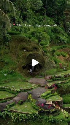 an image of a lush green area with rocks and plants on the ground, surrounded by trees