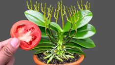 a person holding up a half eaten tomato in front of a plant with green leaves