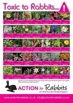 a poster with pictures of flowers and plants in pink, white, and black colors