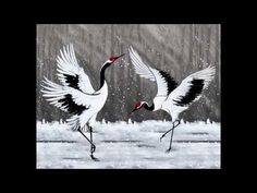 two black and white birds are flying in the air with their wings spread wide open