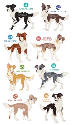 an illustrated guide to the different breeds of dogs