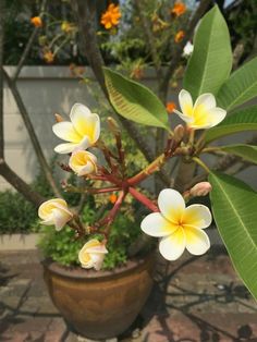 a potted plant with yellow and white flowers in the foreground, on a brick patio