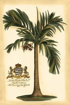 a drawing of a palm tree with coat of arms and crests on the top