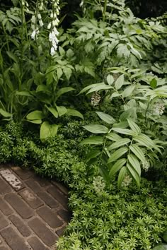 a brick walkway surrounded by lush green plants