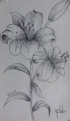 a pencil drawing of a flower on paper