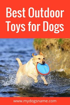 a dog running through water with a frisbee in its mouth and the words best outdoor toys for dogs above it