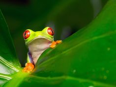 a red eyed frog sitting on top of a green leaf