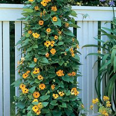 a tall potted plant with yellow flowers on the top and green leaves around it