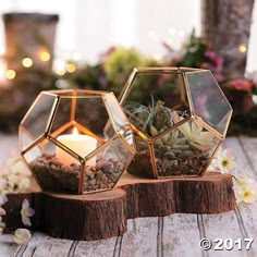 two glass terrariums with succulents in them on a wooden stand