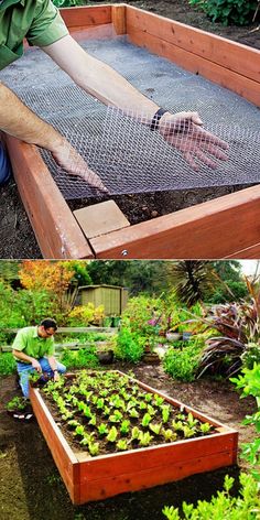 a man kneeling down next to a garden bed filled with green plants and another person reaching for something in the ground