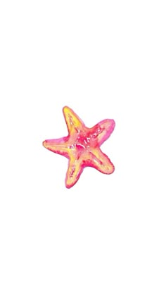 a pink and yellow starfish on a white background