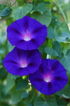 three purple flowers with green leaves in the background