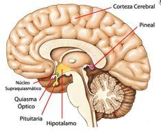 the structure of the human brain and its major structures, including the cerebratorys