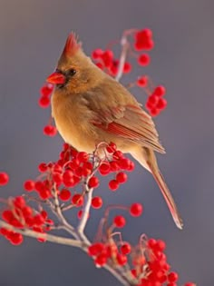 a bird sitting on top of a red berry tree