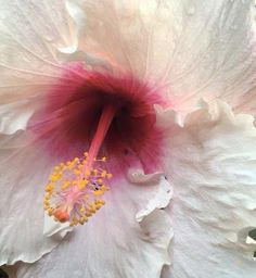 a white and pink flower with yellow stamens on it's center piece