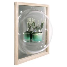 there is a glass case with some plants in it