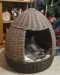 a cat laying in a wicker pet bed next to a christmas tree and clock