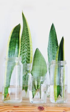 three glass jars with plants in them sitting on a table