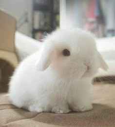 a small white rabbit sitting on top of a bed