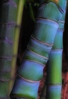 some very tall bamboo trees with green leaves