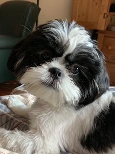 a black and white dog laying on top of a bed