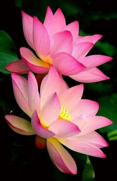 two pink water lilies with green leaves in the backgrounnd, close up