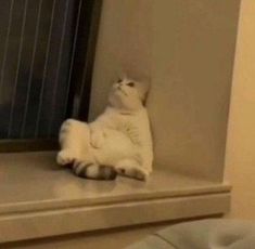 a white cat sitting on top of a window sill next to a wall with blinds