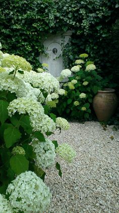 a garden with white flowers and green plants