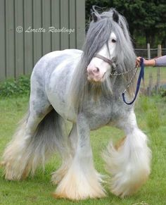 a gray and white horse with long hair being lead by a person in the grass