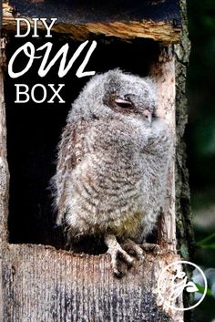 an owl is sitting in a birdhouse with the words diy owl box above it