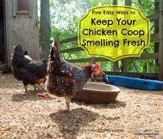 two chickens standing next to each other near a water bowl with the words five easy ways to keep your chicken coop smelling fresh