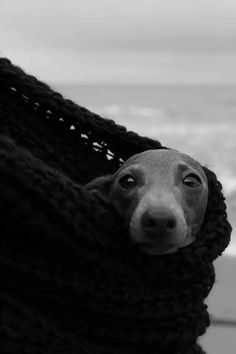 a black and white photo of a dog wrapped up in a blanket on the beach