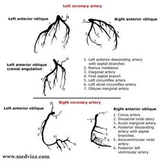 the diagram shows different stages of tree roots and how they are attached to each other